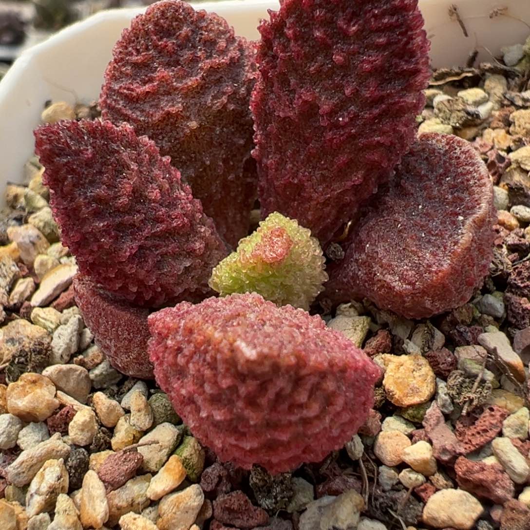 实生新品多肉植物水泡