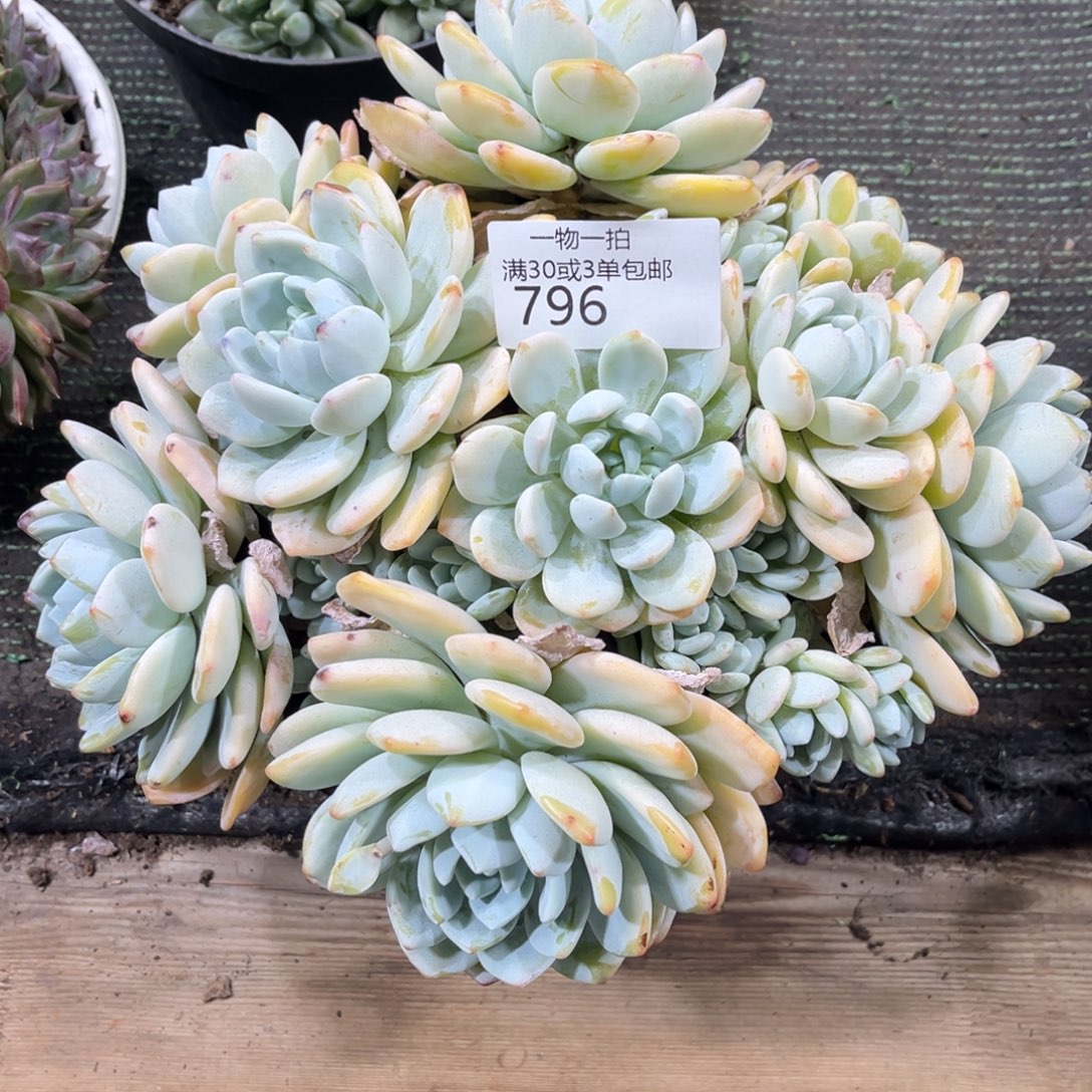 丝***雨796冷香多肉植物……