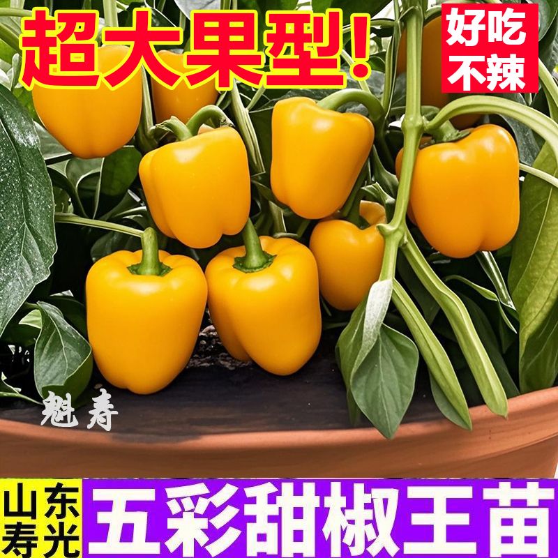五彩甜椒秧苗各种颜色多彩方椒太空椒灯笼椒种子大果盆栽小院寿光