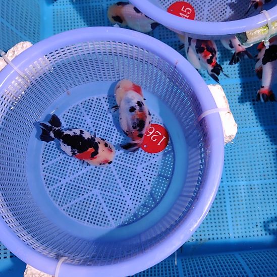 金鱼126兰寿两只特价顺丰包邮