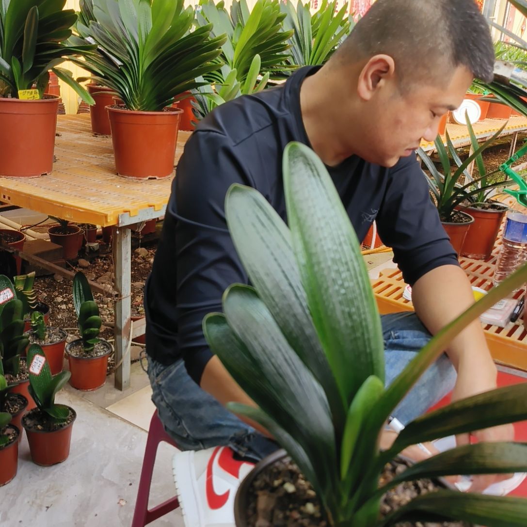 用***2当前无花栽培后可以开花