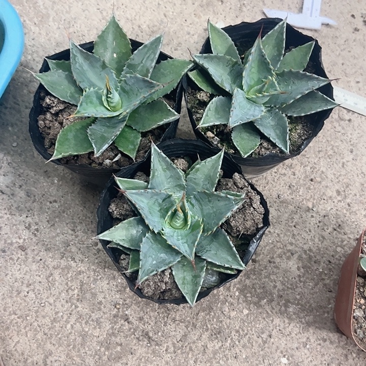 俗***三宽叶蒙塔娜生长植物