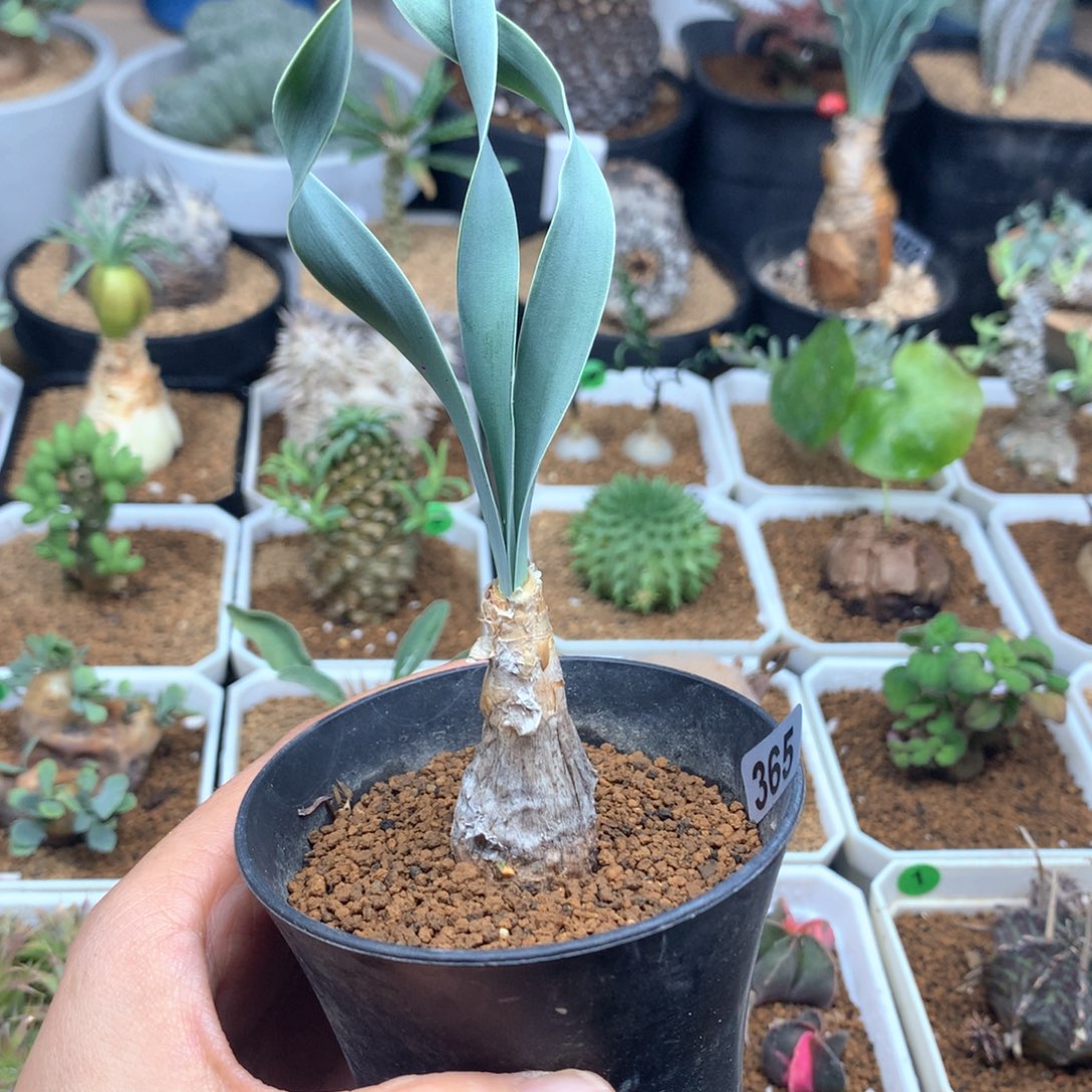 巨凤之卵带盆1.8cm