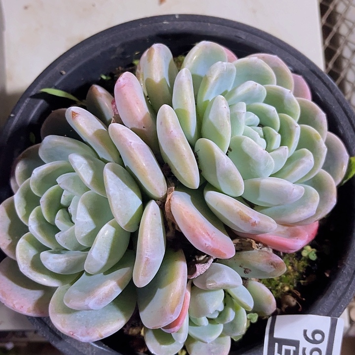 冰玉25266多肉植物