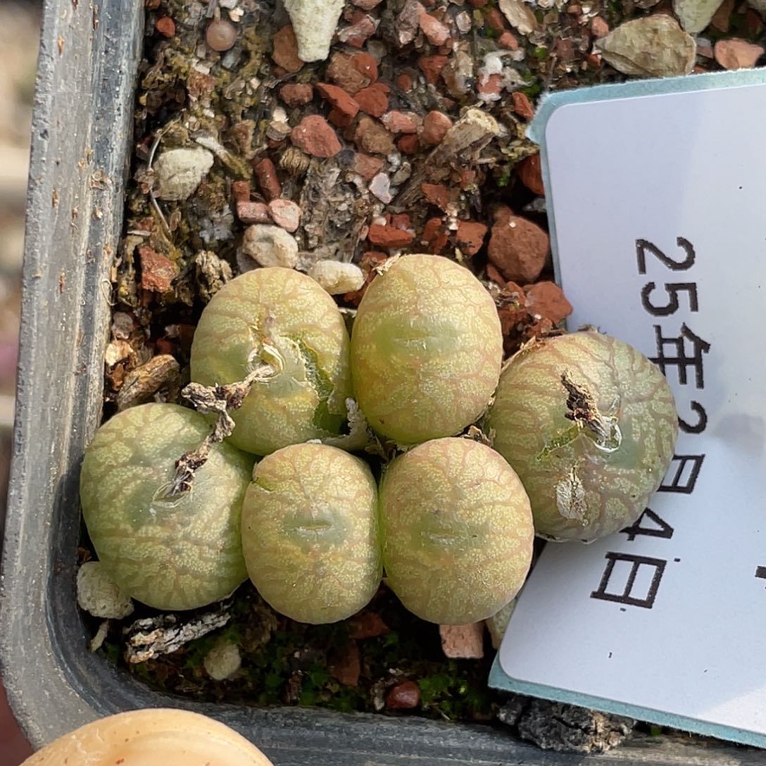 4-44送奶杂多肉植物