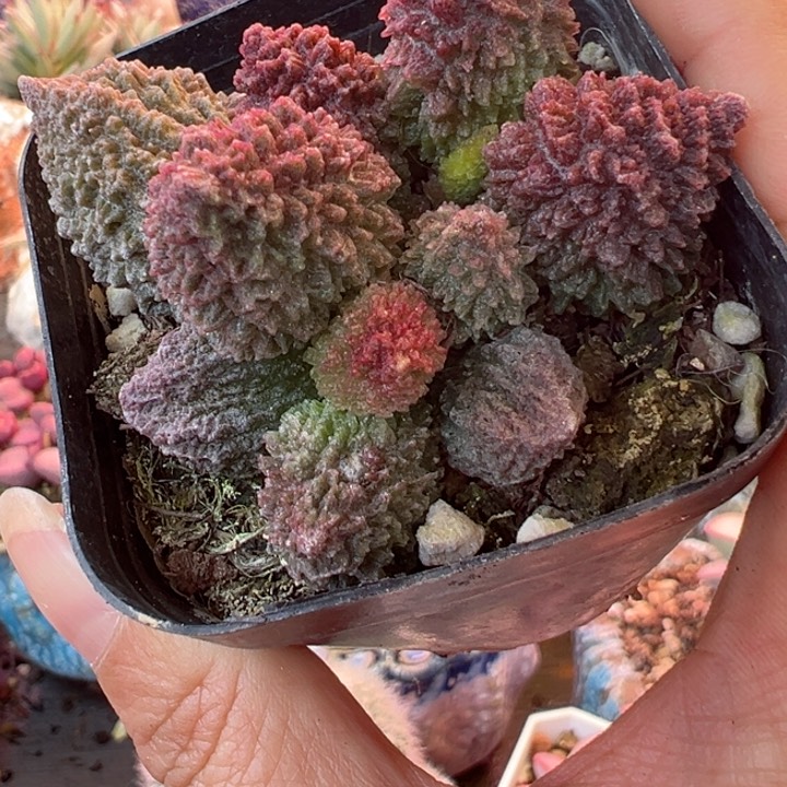 我也是一天也没有