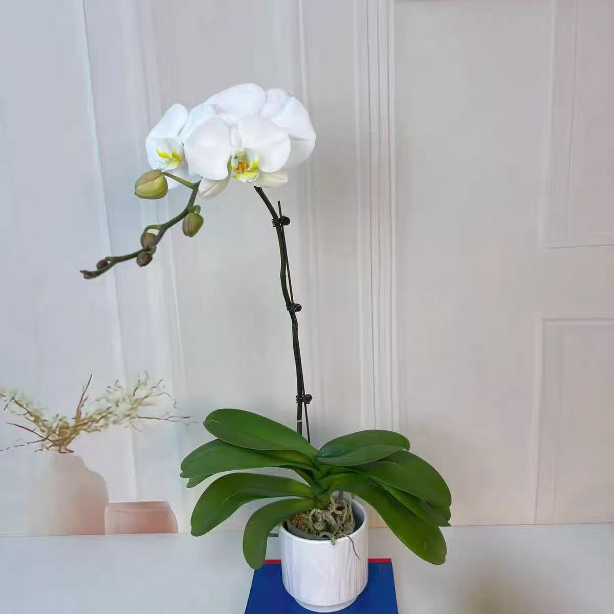  蝴蝶兰 V3大白 白色超大花型 好养耐养赠陶瓷盆