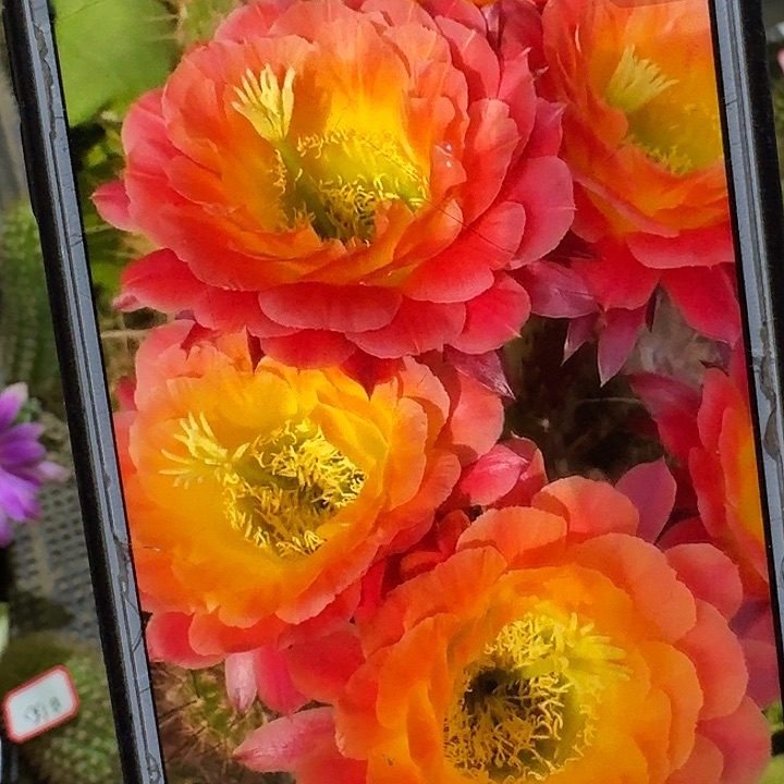 大满贯侧芽5公分左右毛花柱