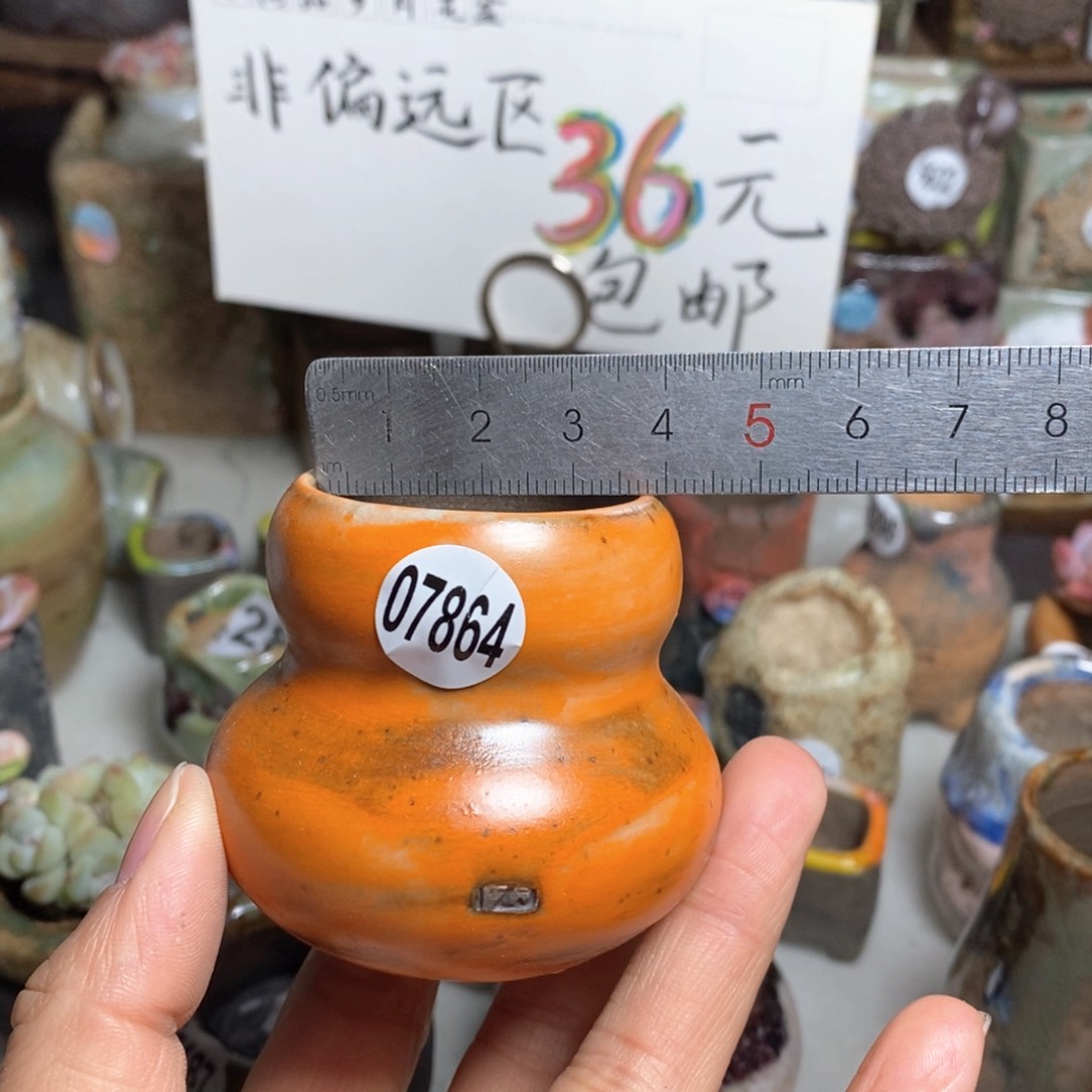 花盆拍5送一个小礼物