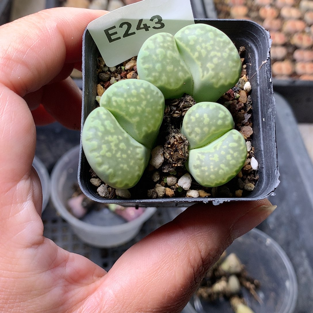 E243多肉植物保护研究所