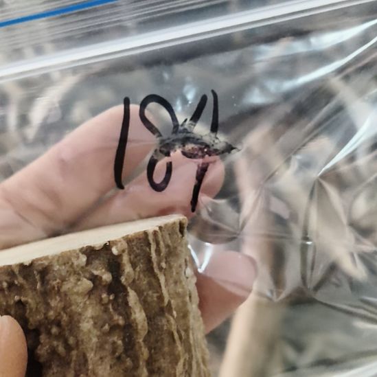 辛***申鹿角鹿角鹿角鹿角鹿角鹿角