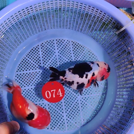 金鱼074兰寿两只特价顺丰包邮