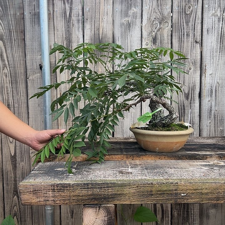 无花朵紫藤1111111111