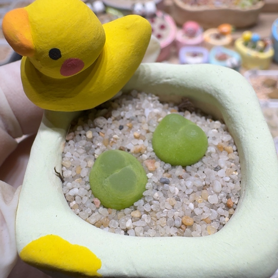 0605-56连盆带花拉登