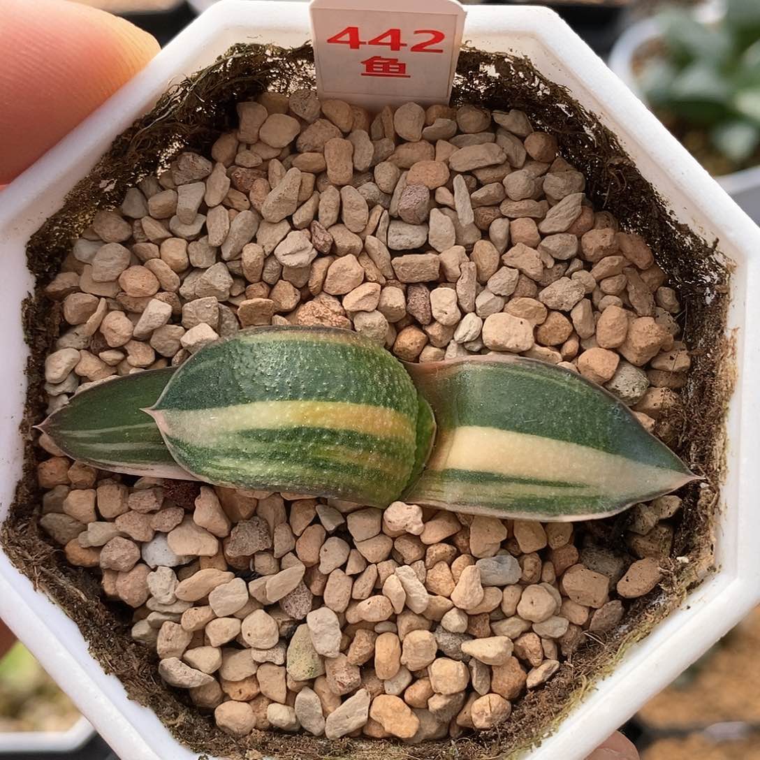 红陶442号珍珠卧牛锦