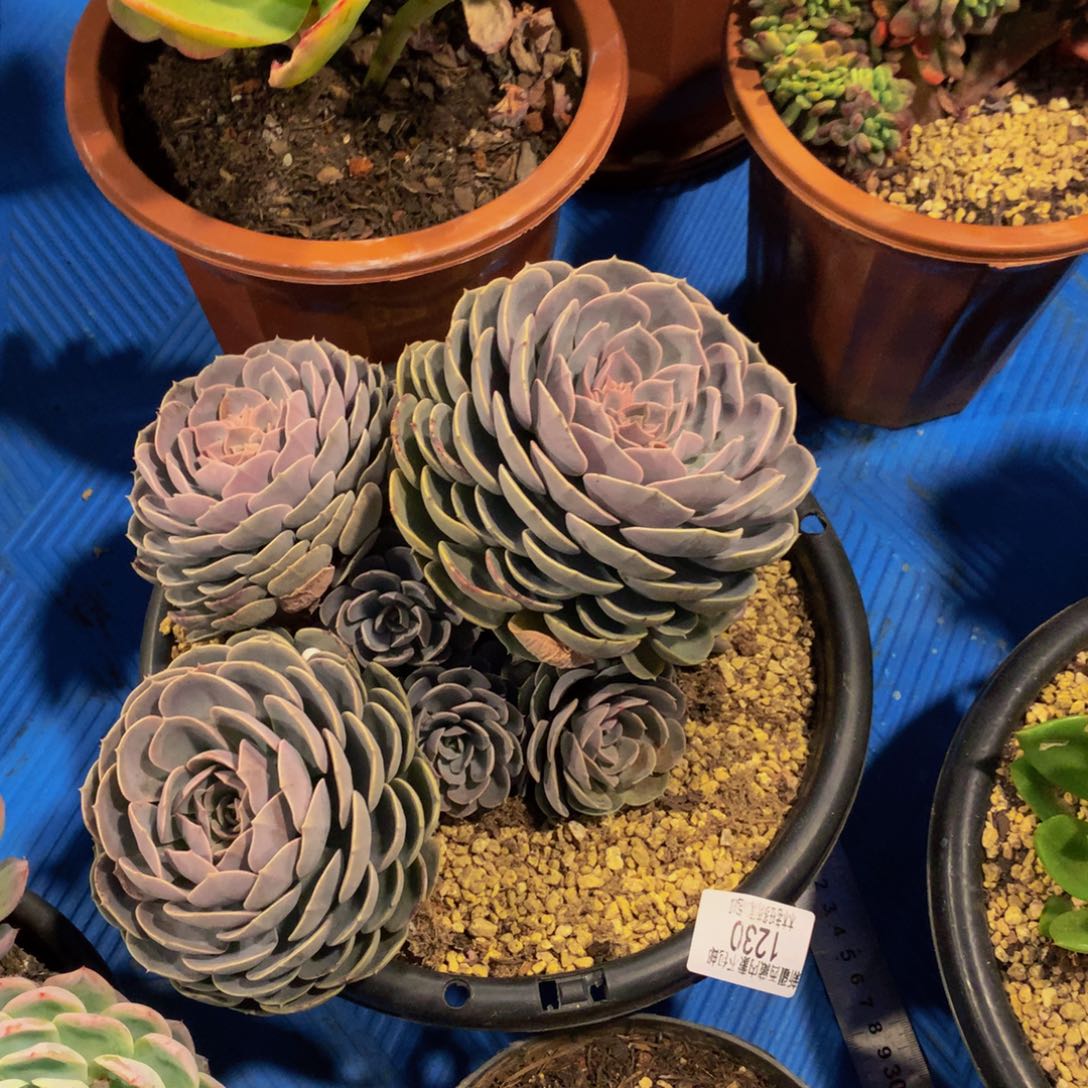 吐****?1230天赐多肉