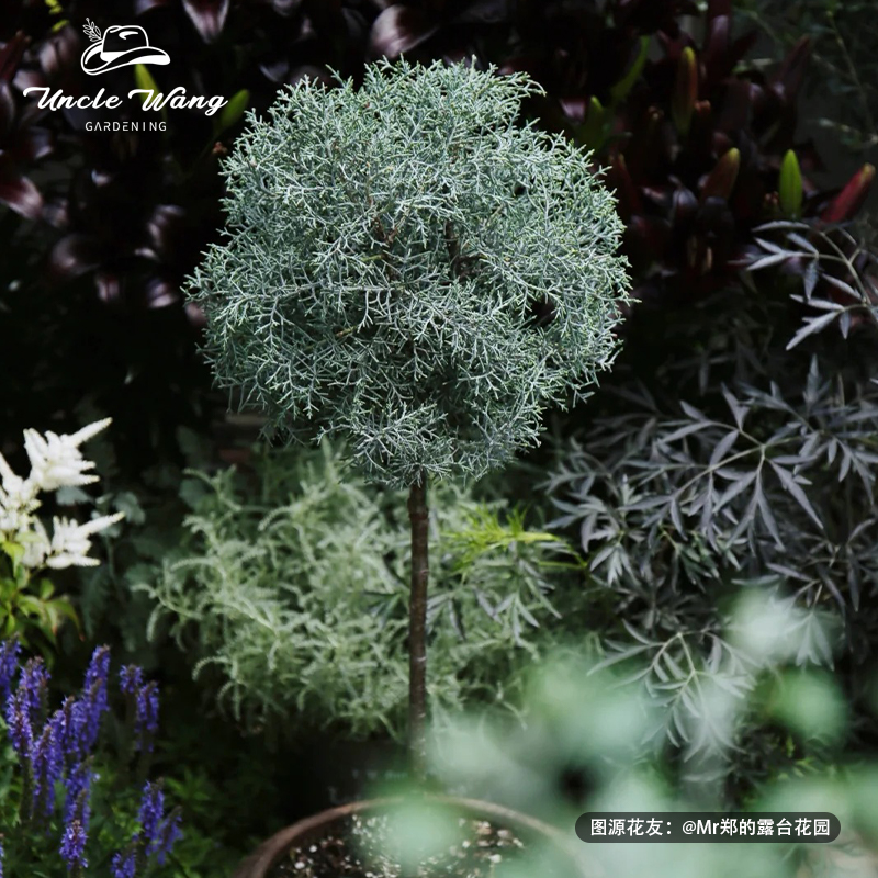 种花王大爷 蓝冰柏藏柏柏类四季常绿耐寒植物观叶盆栽