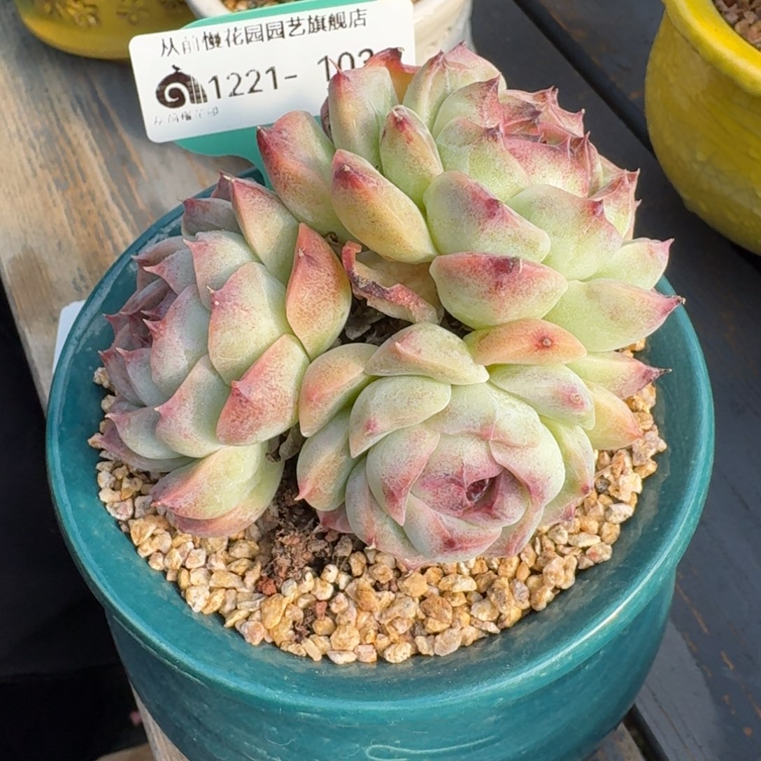 从前慢多肉精选编号1221.103