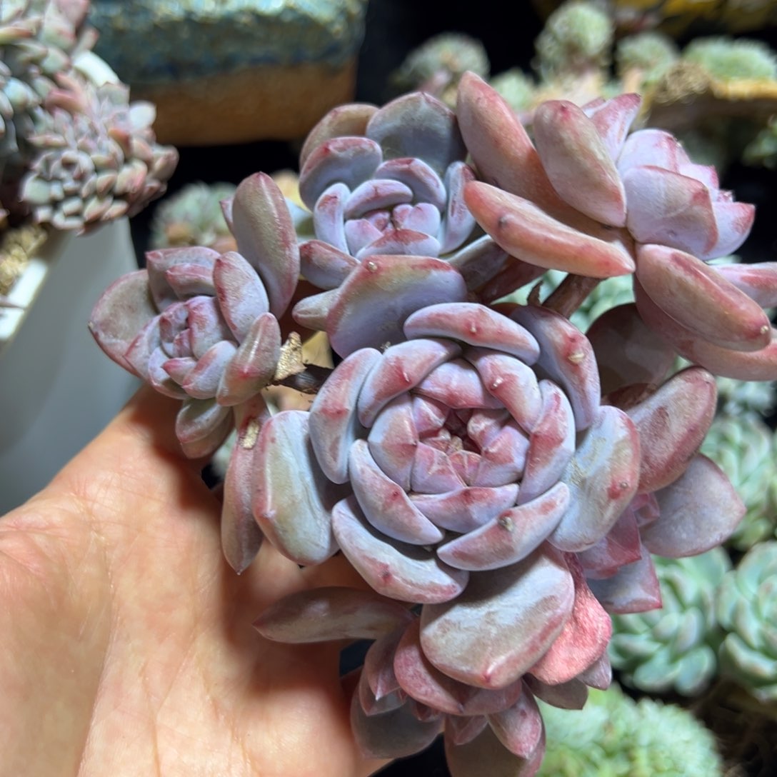 新年快乐 新年快乐 新年快乐