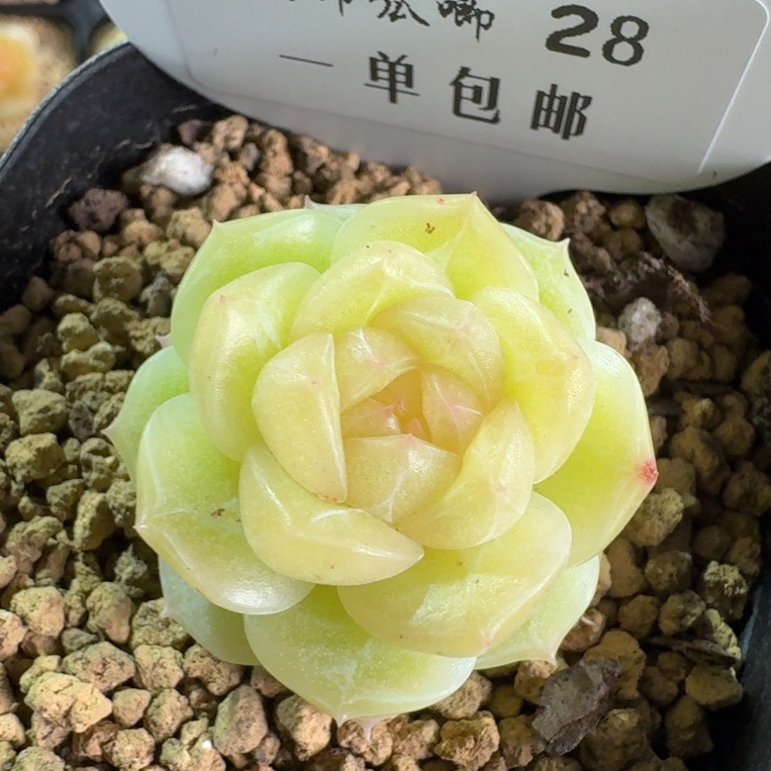 028-玉露珍妮单头