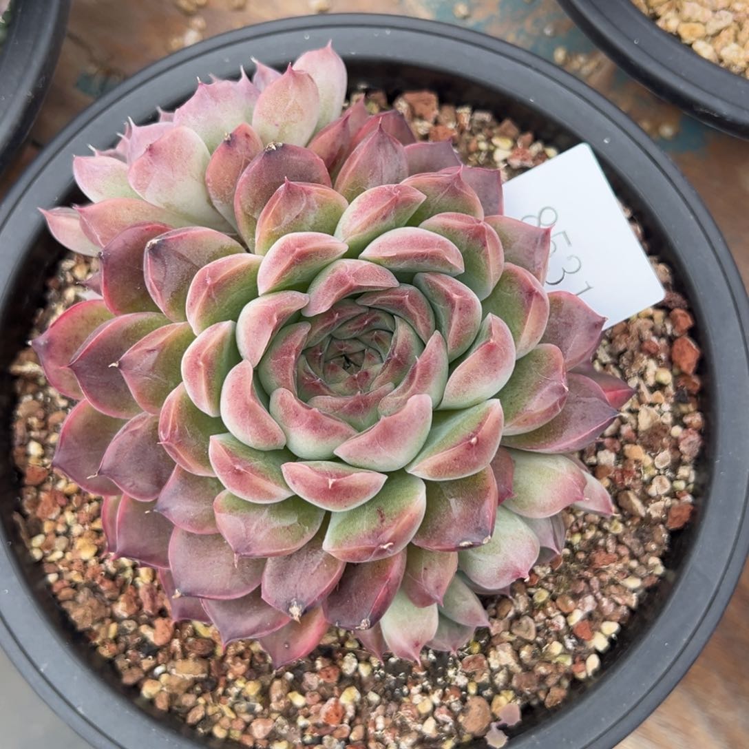 一****彩8531多肉多多多多多