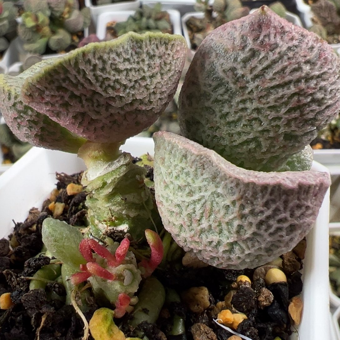 和路雪老桩多肉植物水泡多肉植物