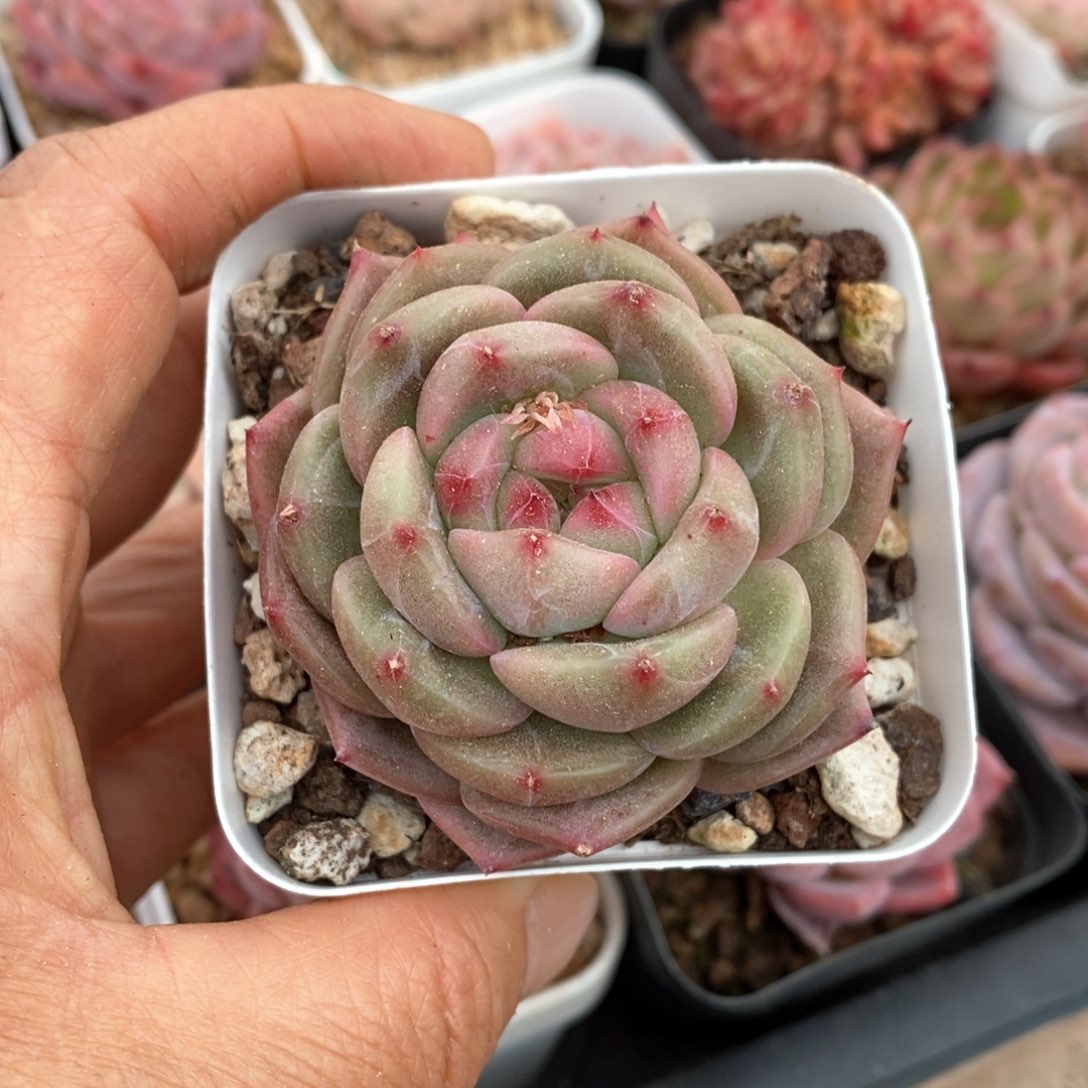 精品多肉一物一拍不包整8