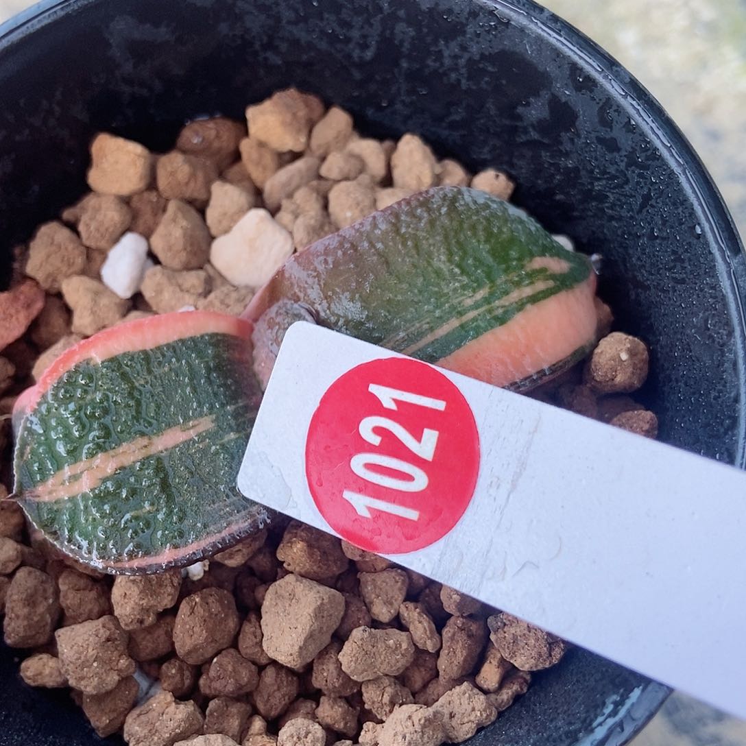 愛*1021卧牛实生锦带盆发货