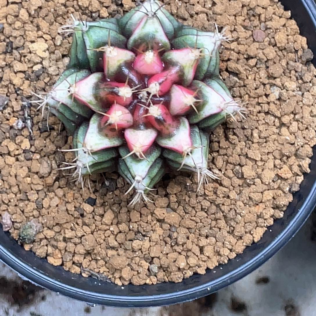 无花朵泰系神品侧，规律三角V背锦