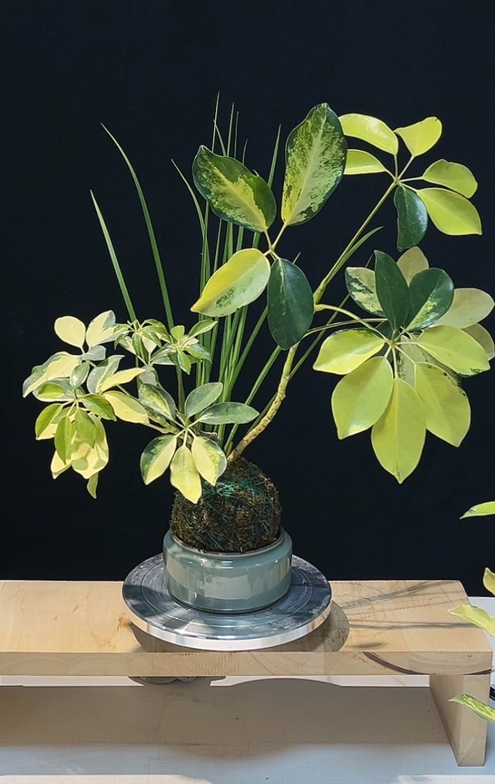 花叶鸭掌木一物一拍（苔藓球）八方来财招财树室内净化空气好养绿植