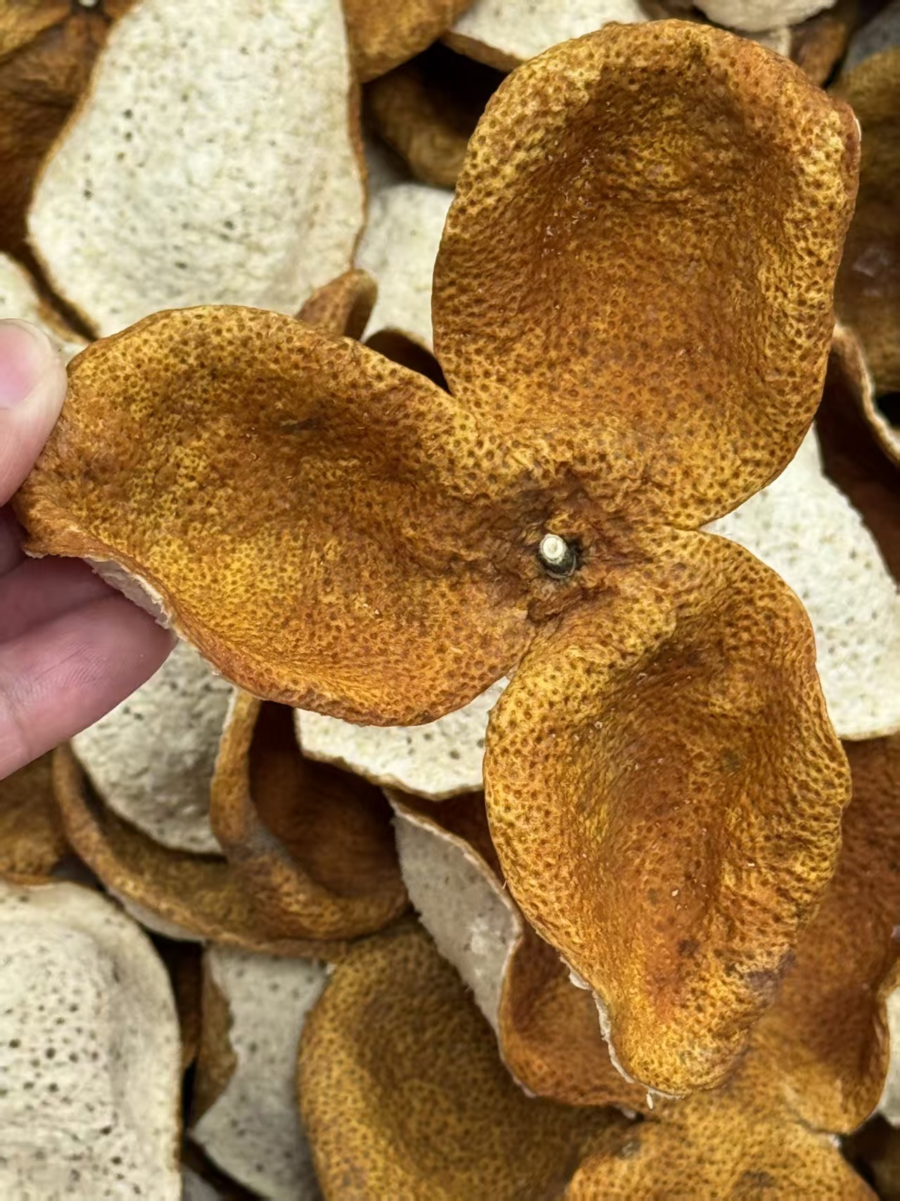 2024年新会梅江圈枝大红皮（柑香甜，皮张大，皮厚耐泡）