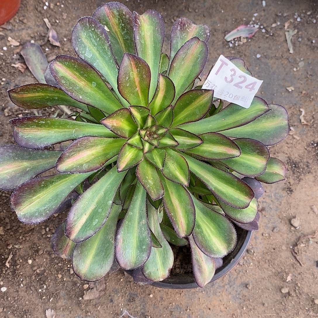 柠***?324晚霞多肉植物