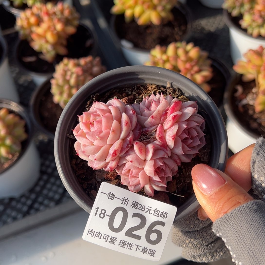 天鹅绒不包整多肉多肉多肉多肉