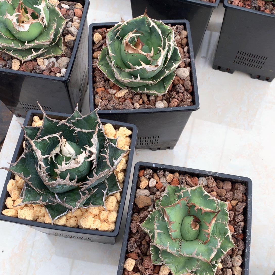 龙舌兰仁王冠媸姹和苍龙和海王