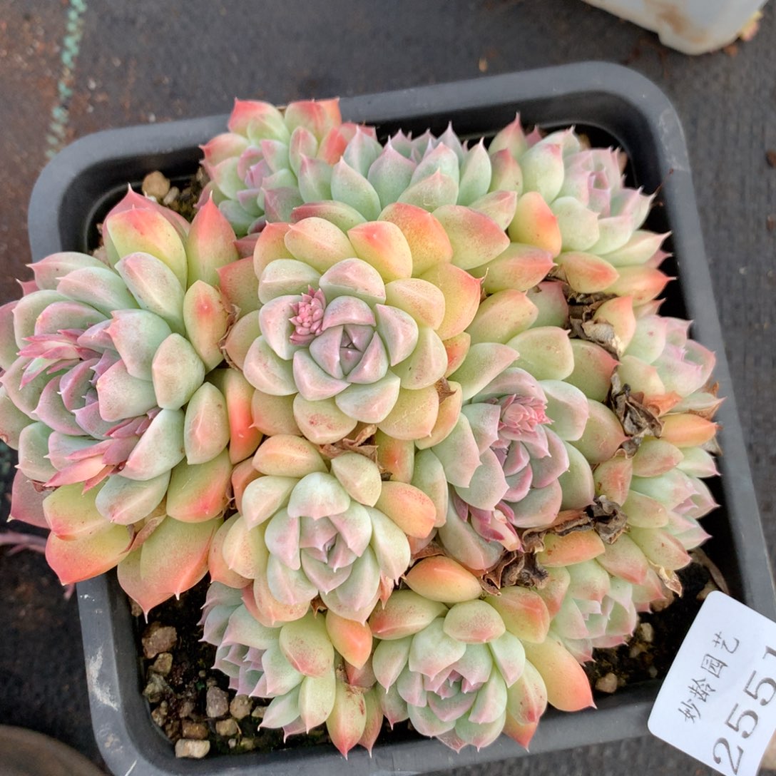 2551杂交精品基地13厘米