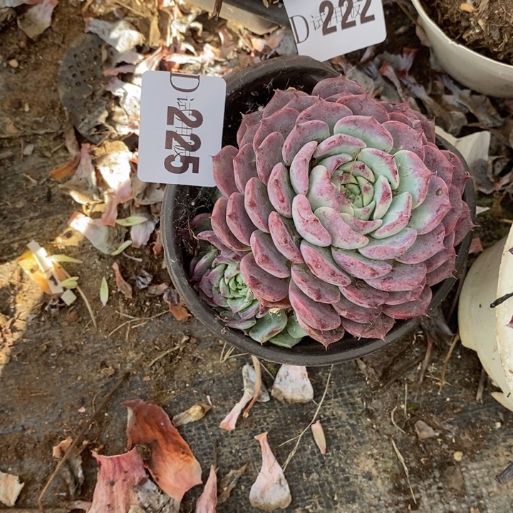 最***心225粉姬莲多肉植物