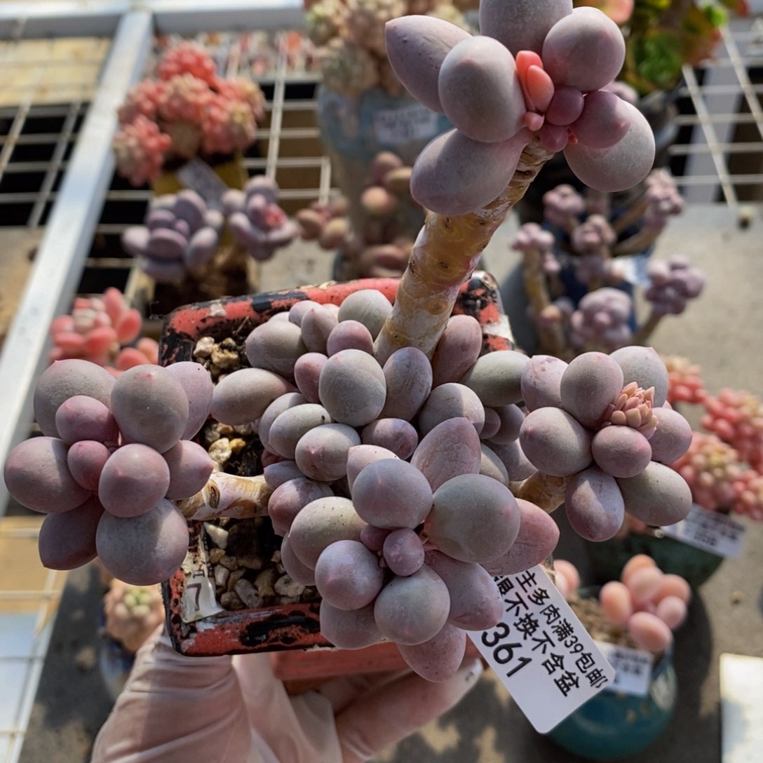 香水手指361/10c m