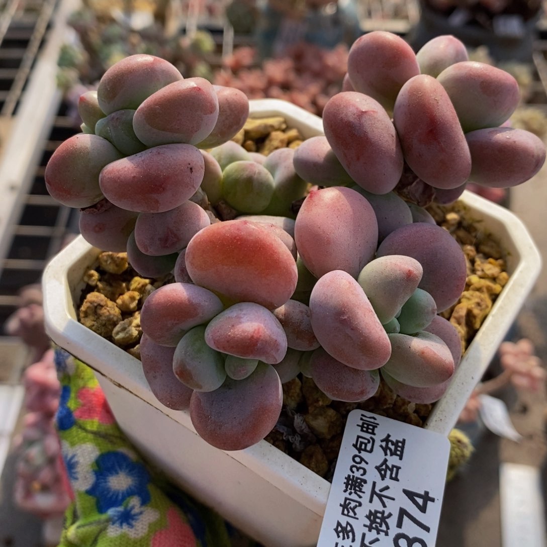 红洛神374/8cm福利