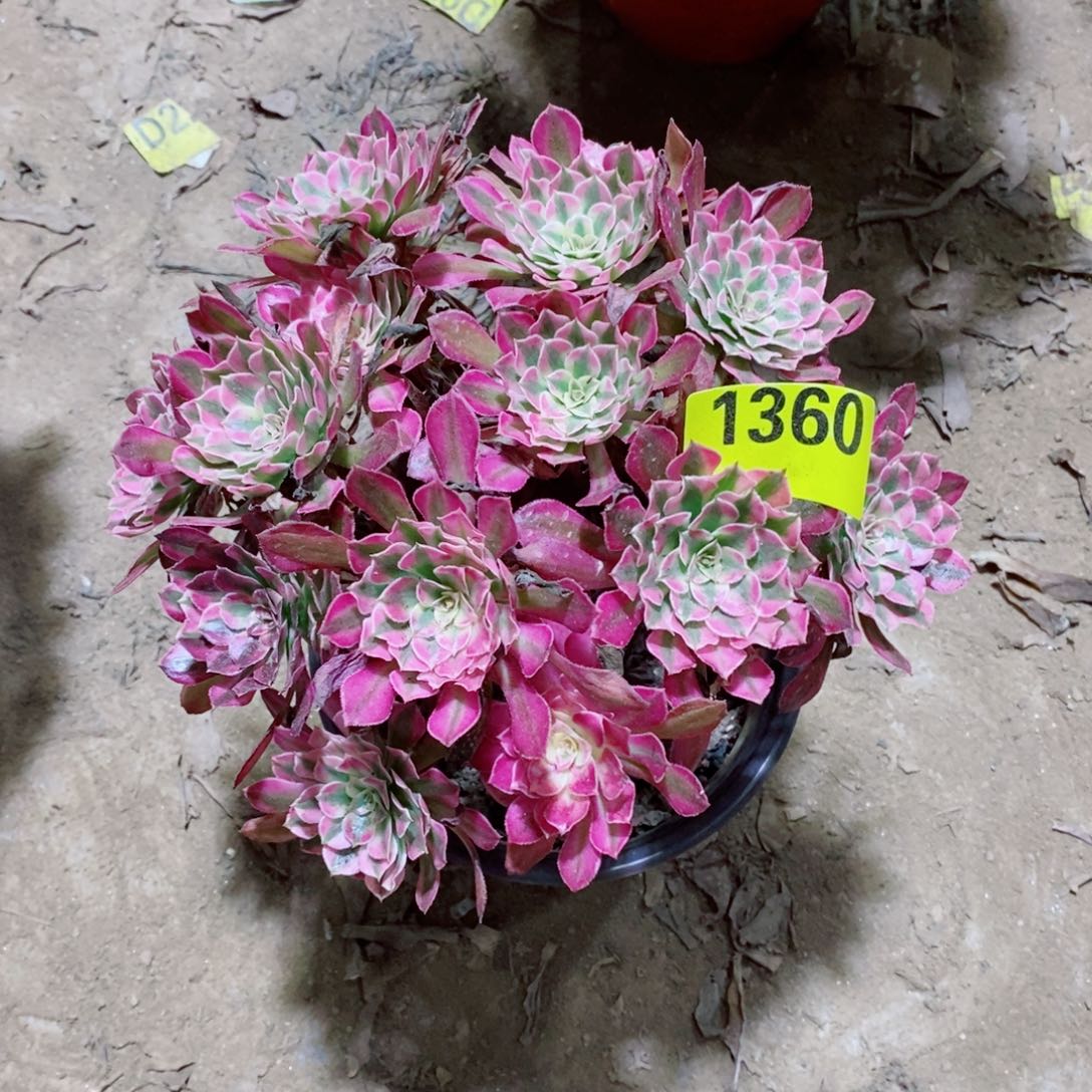 红同白丛林多肉1360