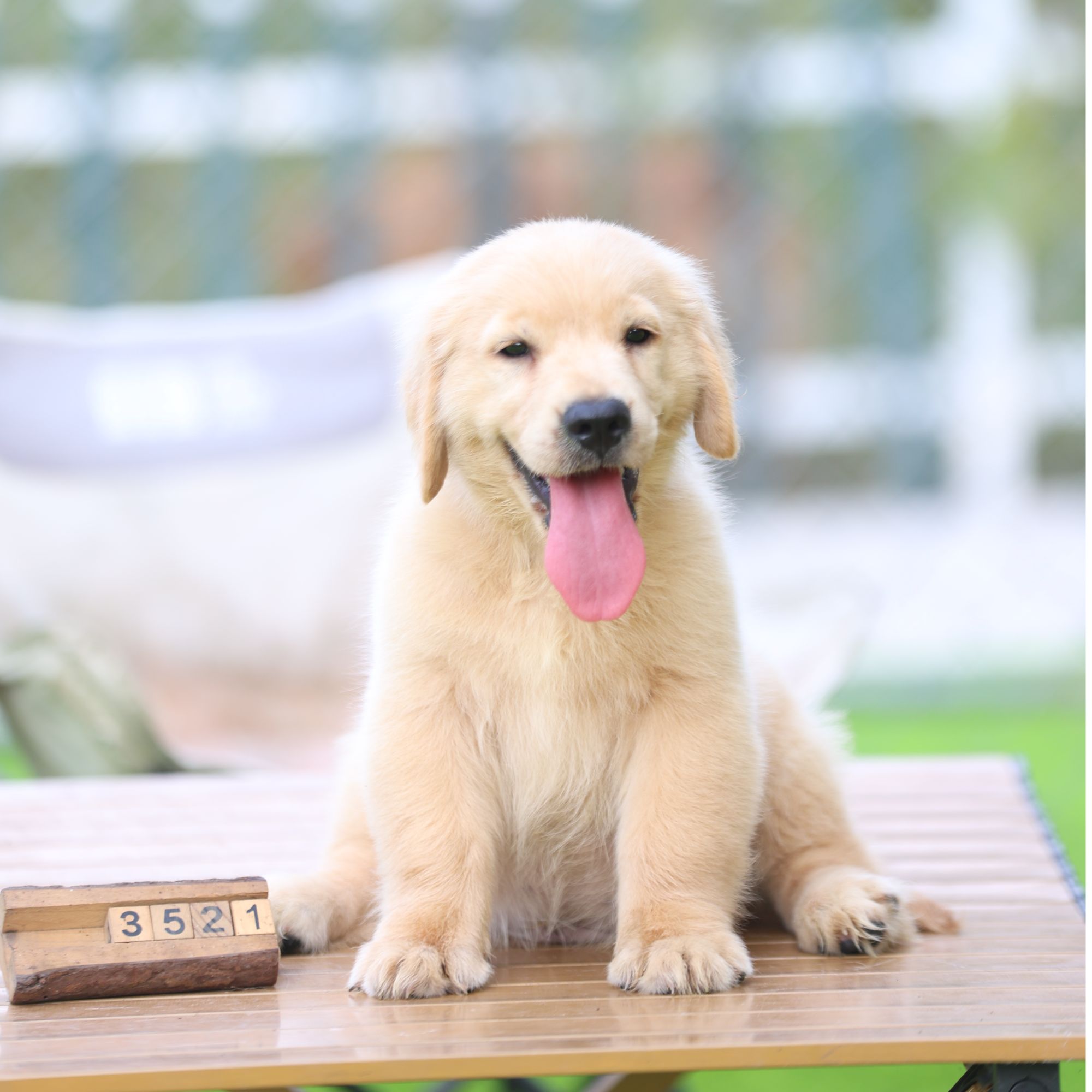 【金涛犬舍】芯片3521登录传奇的儿子