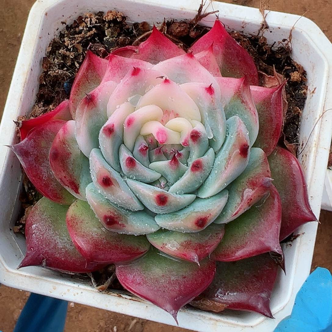 吉娃娃锦，花脸锦