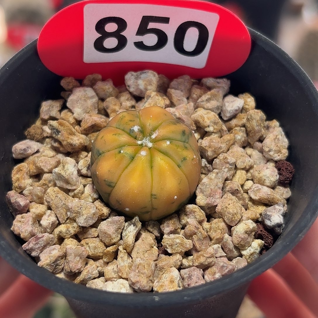 仙人球实生仙人球兜锦