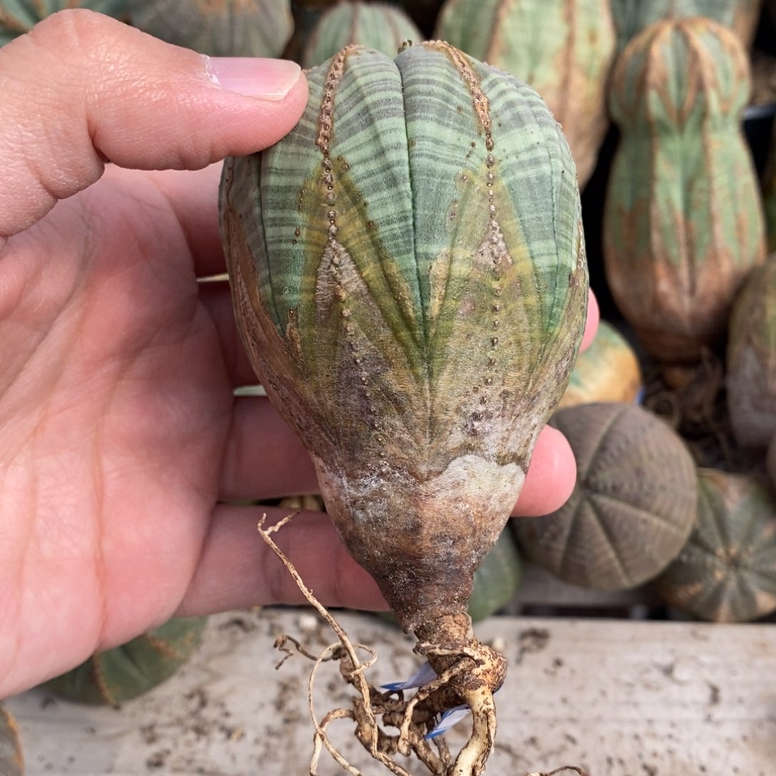 37 欧系实生布纹球多肉植物
