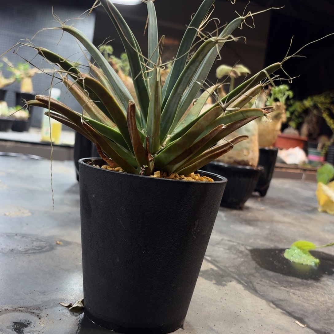 光山269999966969966