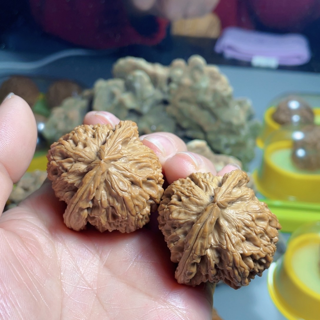 核桃手串/手链精品白狮子41