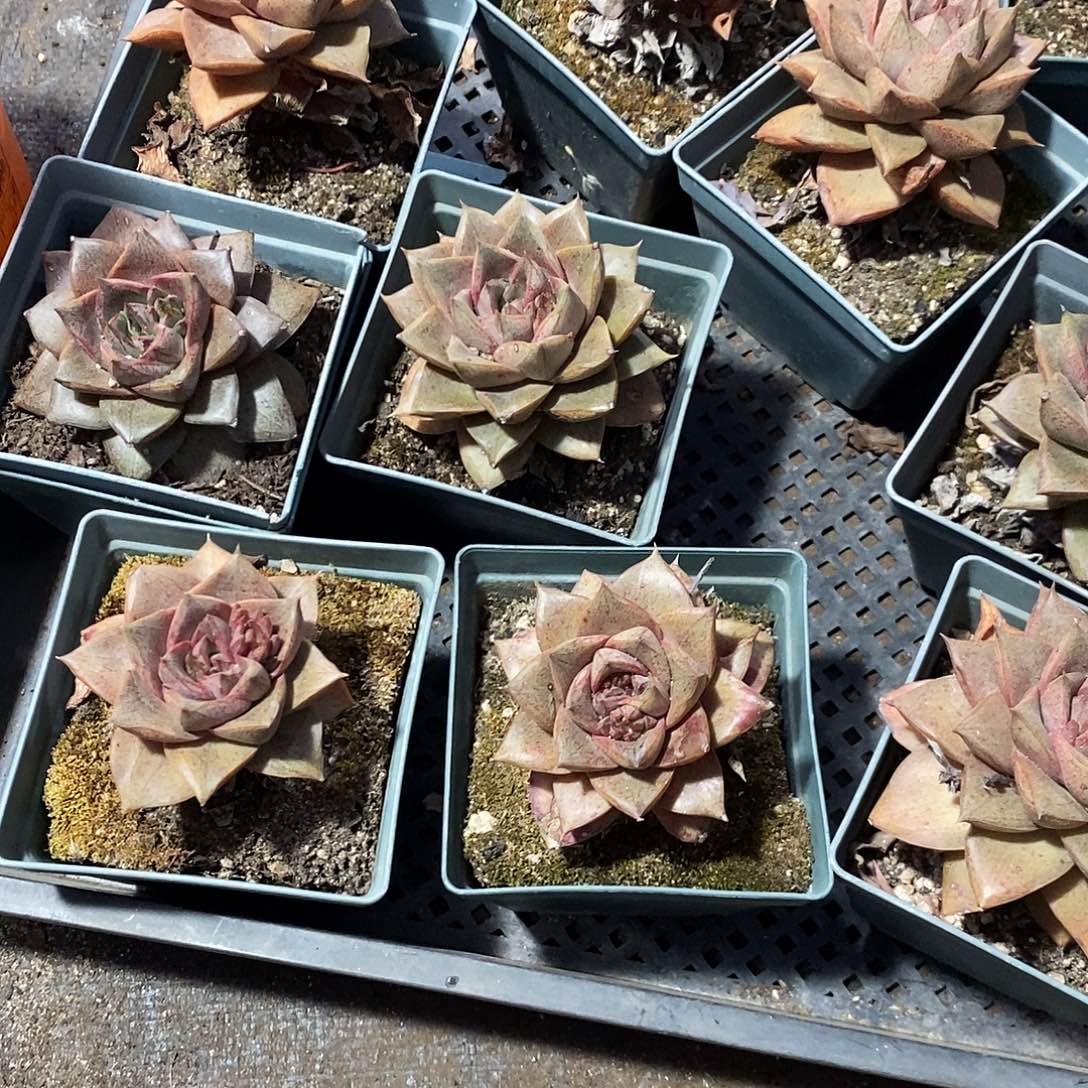 大合锦2盆多肉植物