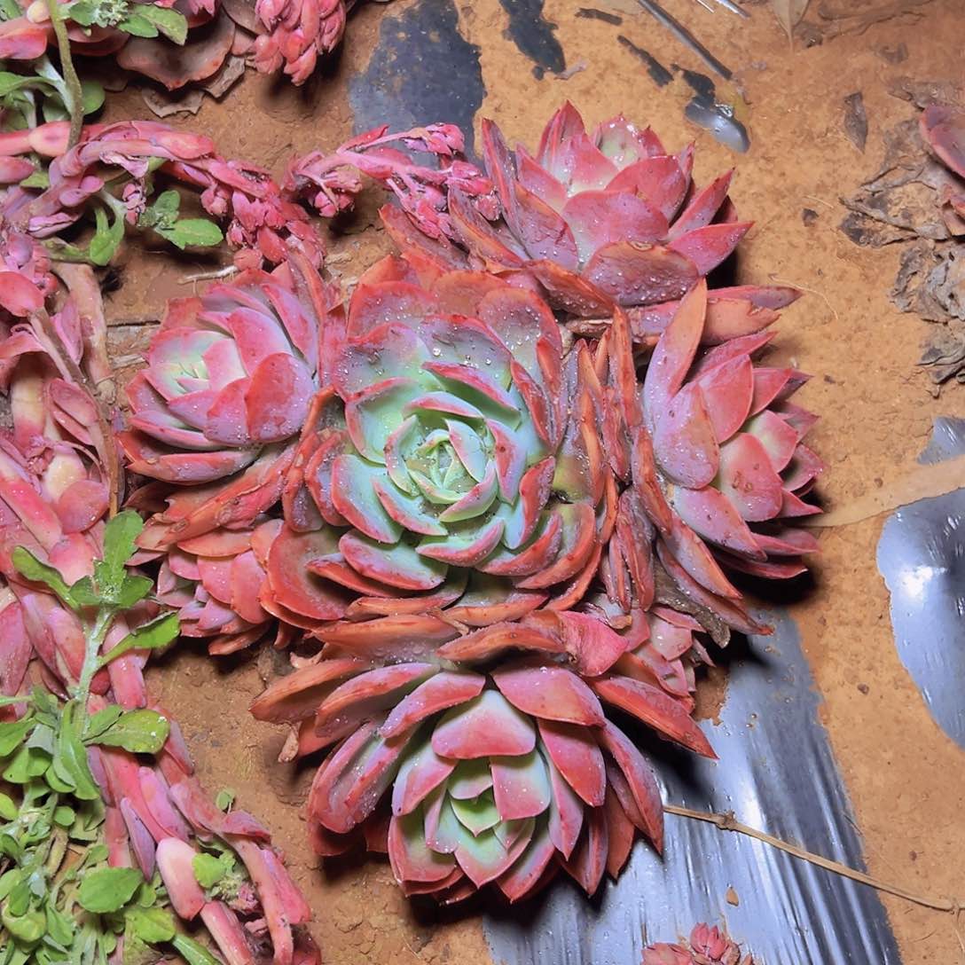 绮罗手捧多头发货