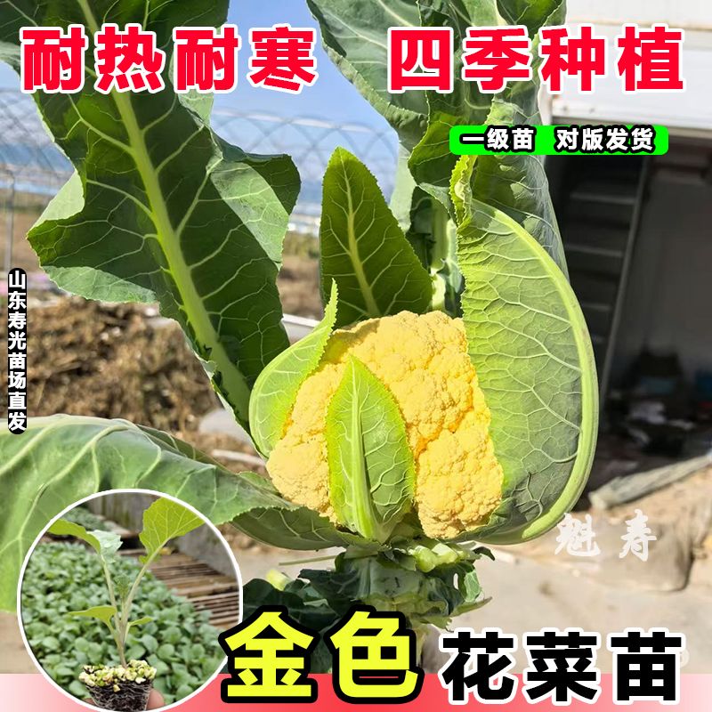 金色花菜种子苗子黄色花椰菜种籽菜花稀有特色蔬菜品种四季种