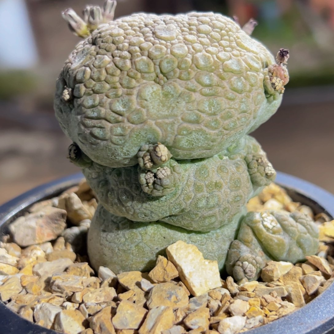 m造型独特变异凝提玉