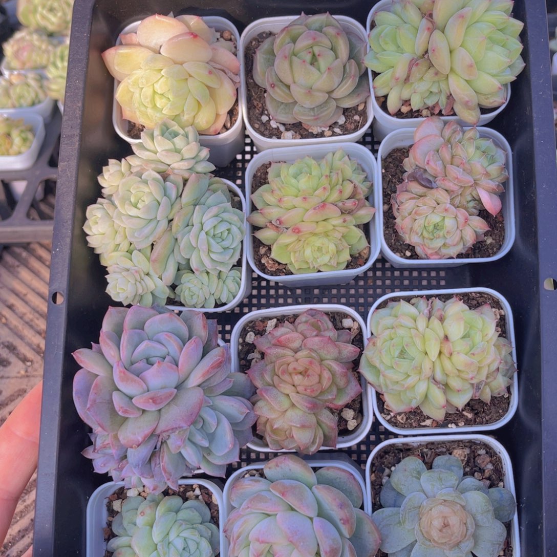 17多肉植物一物一拍链接